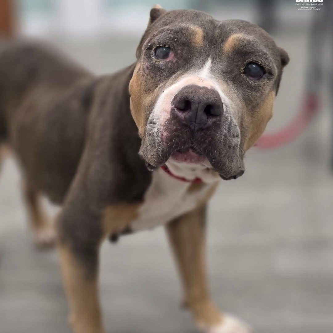 Enlarge Stevie, a ADOPTABLE mixed breed in PLAINFIELD, CT image 2/2