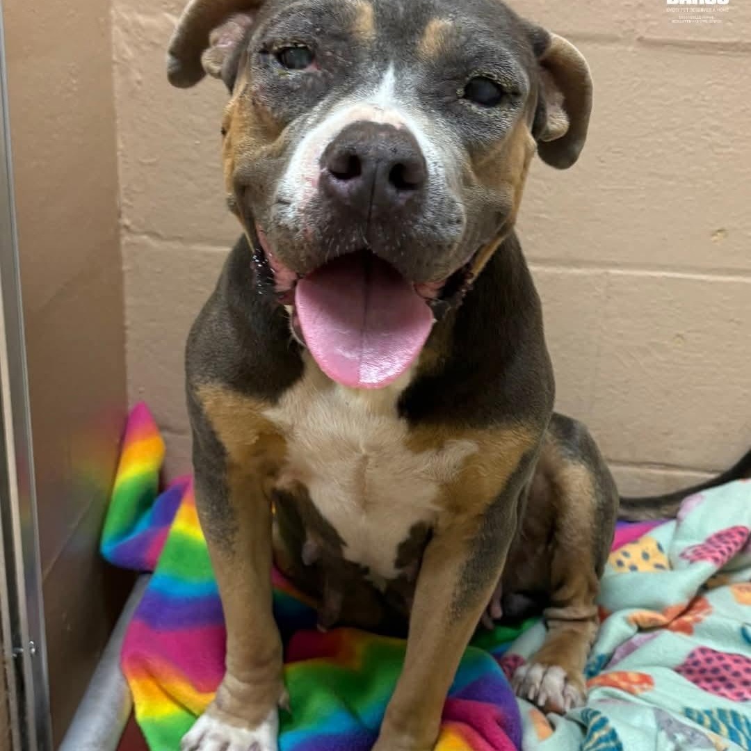 Enlarge Stevie, a ADOPTABLE mixed breed in PLAINFIELD, CT image 1/2