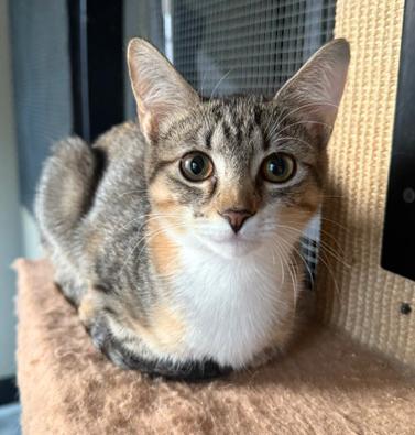 Dusty, a ADOPTABLE Tabby in Frederick, MD image 2/5