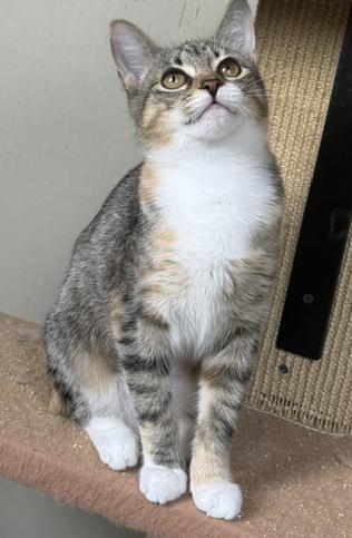 Dusty, a ADOPTABLE Tabby in Frederick, MD image 3/5