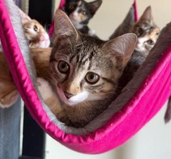 Dusty, a ADOPTABLE Tabby in Frederick, MD image 1/5