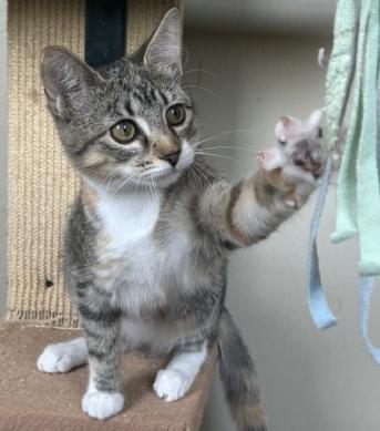 Dusty, a ADOPTABLE Tabby in Frederick, MD image 4/5