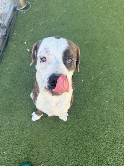 Big Boy — thumbnail 2