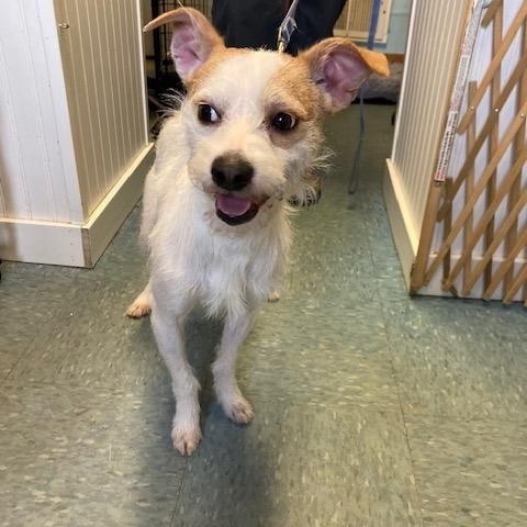 Enlarge Carlos, a ADOPTABLE mixed breed in Turners Falls, MA image 3/3