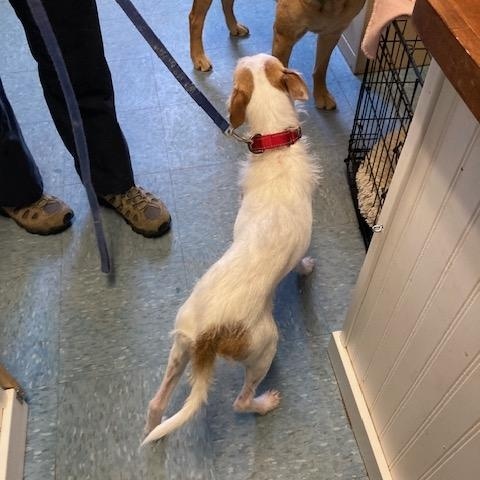 Enlarge Carlos, a ADOPTABLE mixed breed in Turners Falls, MA image 2/3