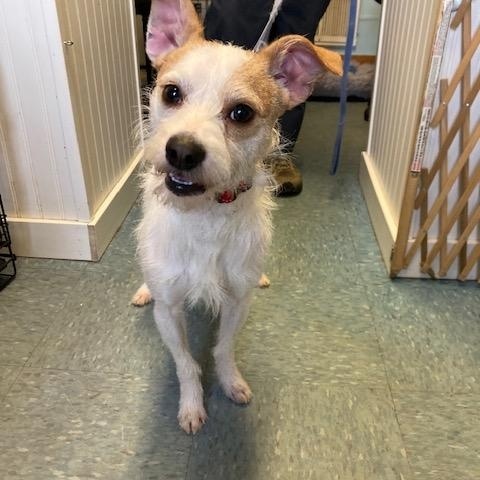 Carlos, ADOPTABLE, Adult Male Jack Russell Terrier & Mixed Breed.