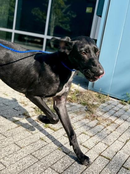 Enlarge Shelby Lynn (Underdog), a Adoptable mixed breed in New Orleans, LA image 1/3