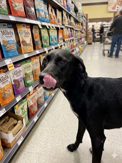 Enlarge Shelby Lynn (Underdog), a Adoptable mixed breed in New Orleans, LA image 2/3