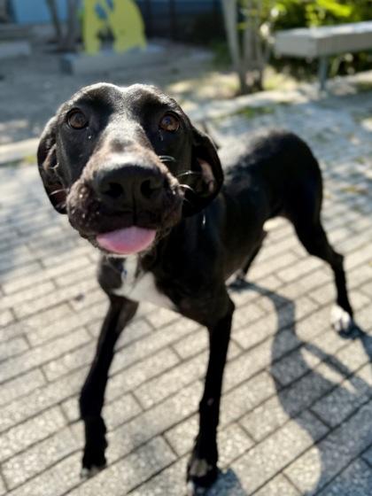 Enlarge Shelby Lynn (Underdog), a Adoptable mixed breed in New Orleans, LA image 3/3