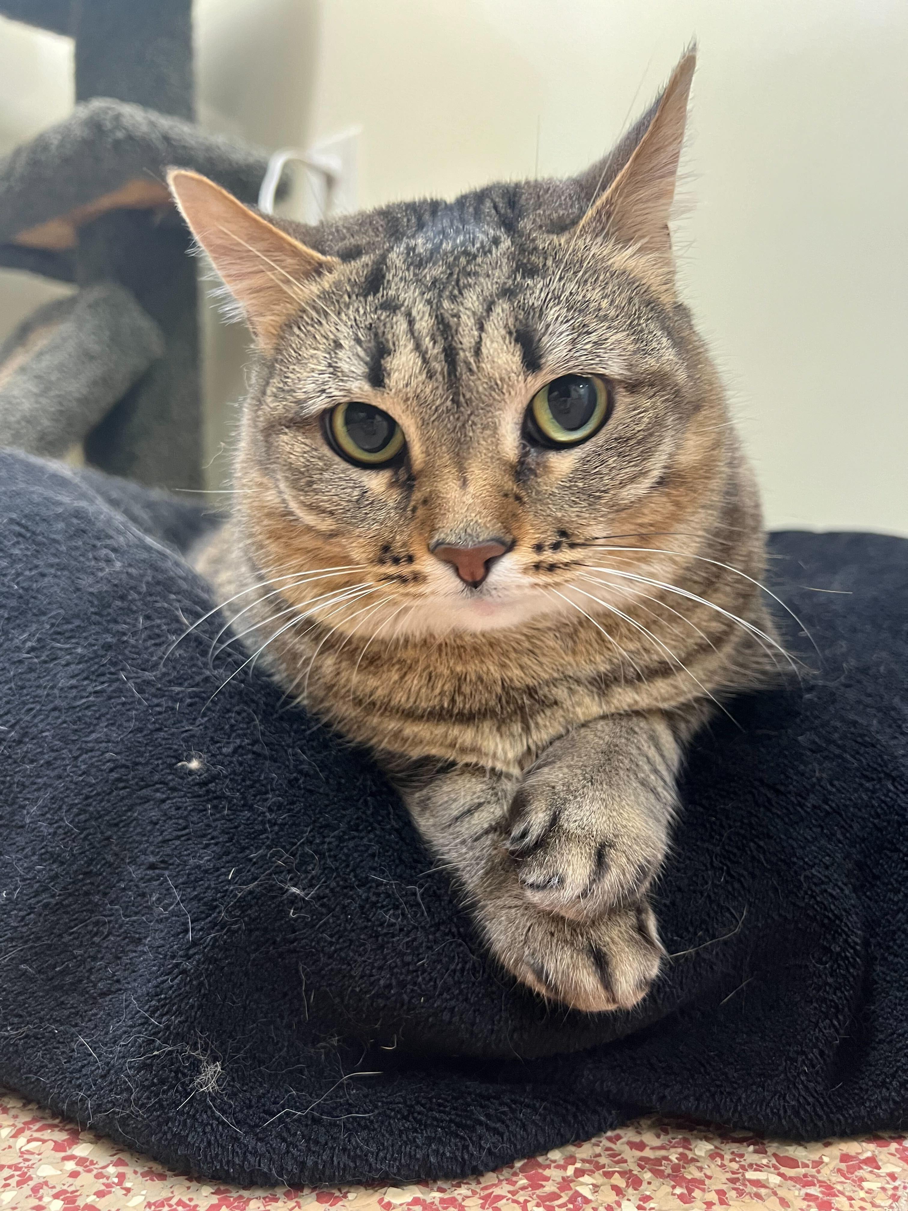 Enlarge Zoe, a Adopted Domestic Short Hair in Round Rock, TX image 1/6