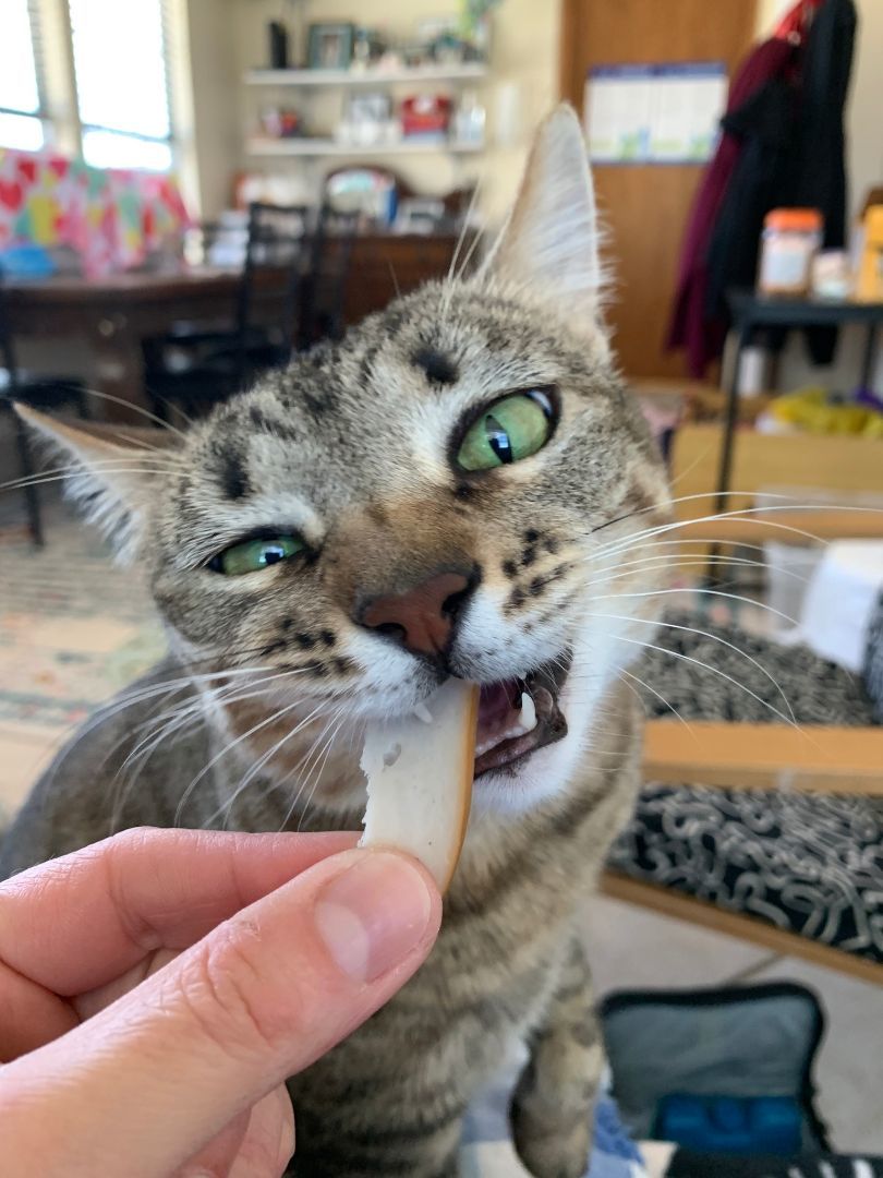 Enlarge Zoe, a Adopted Domestic Short Hair in Round Rock, TX image 2/6