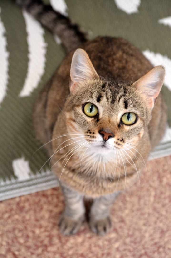 Enlarge Zoe, a Adopted Domestic Short Hair in Round Rock, TX image 3/6
