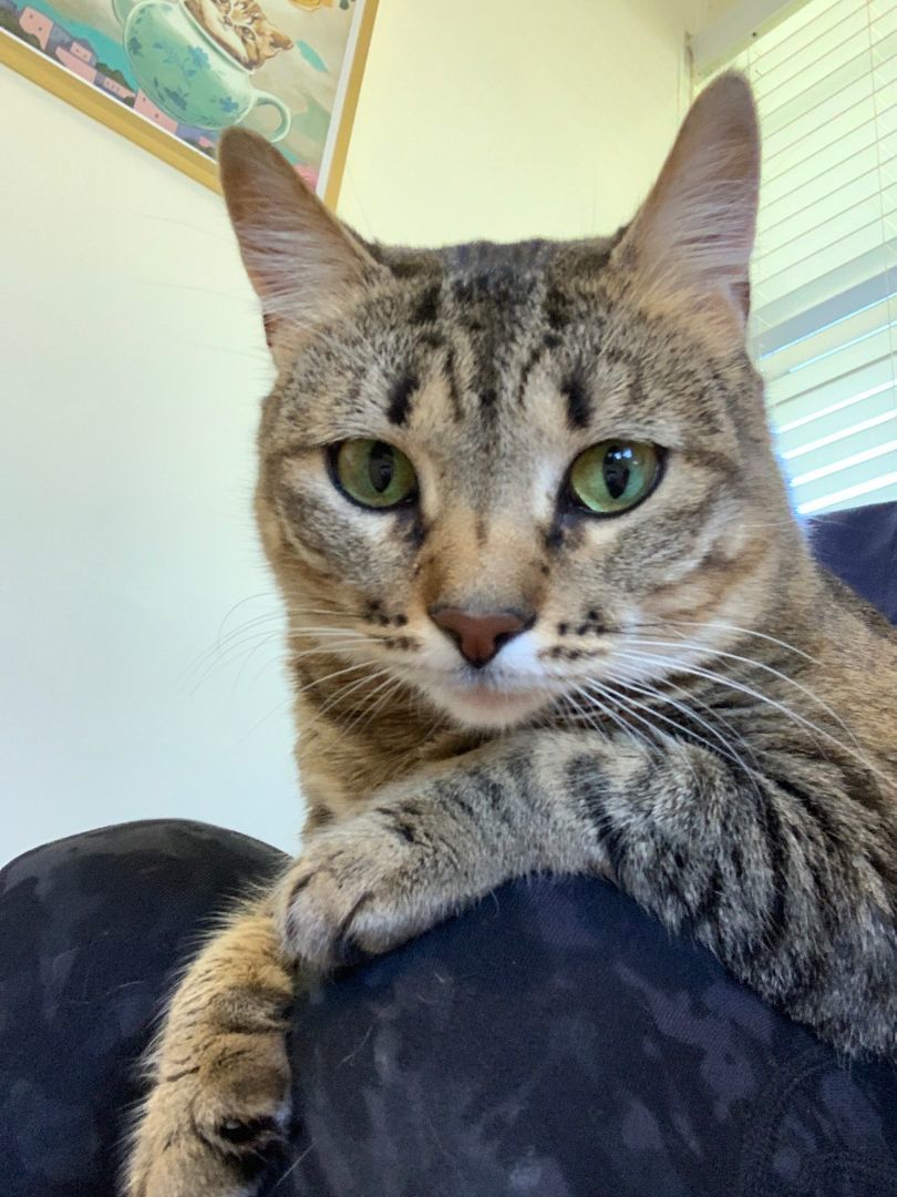 Zoe, Adopted, Adult Female Domestic Short Hair.