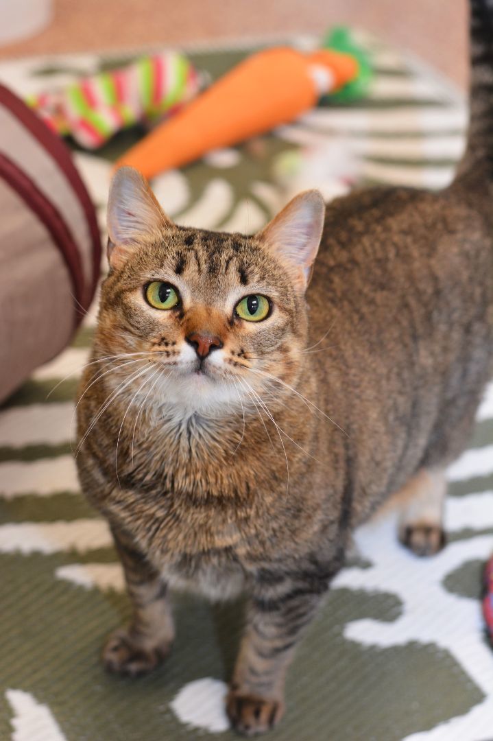 Enlarge Zoe, a Adopted Domestic Short Hair in Round Rock, TX image 6/6