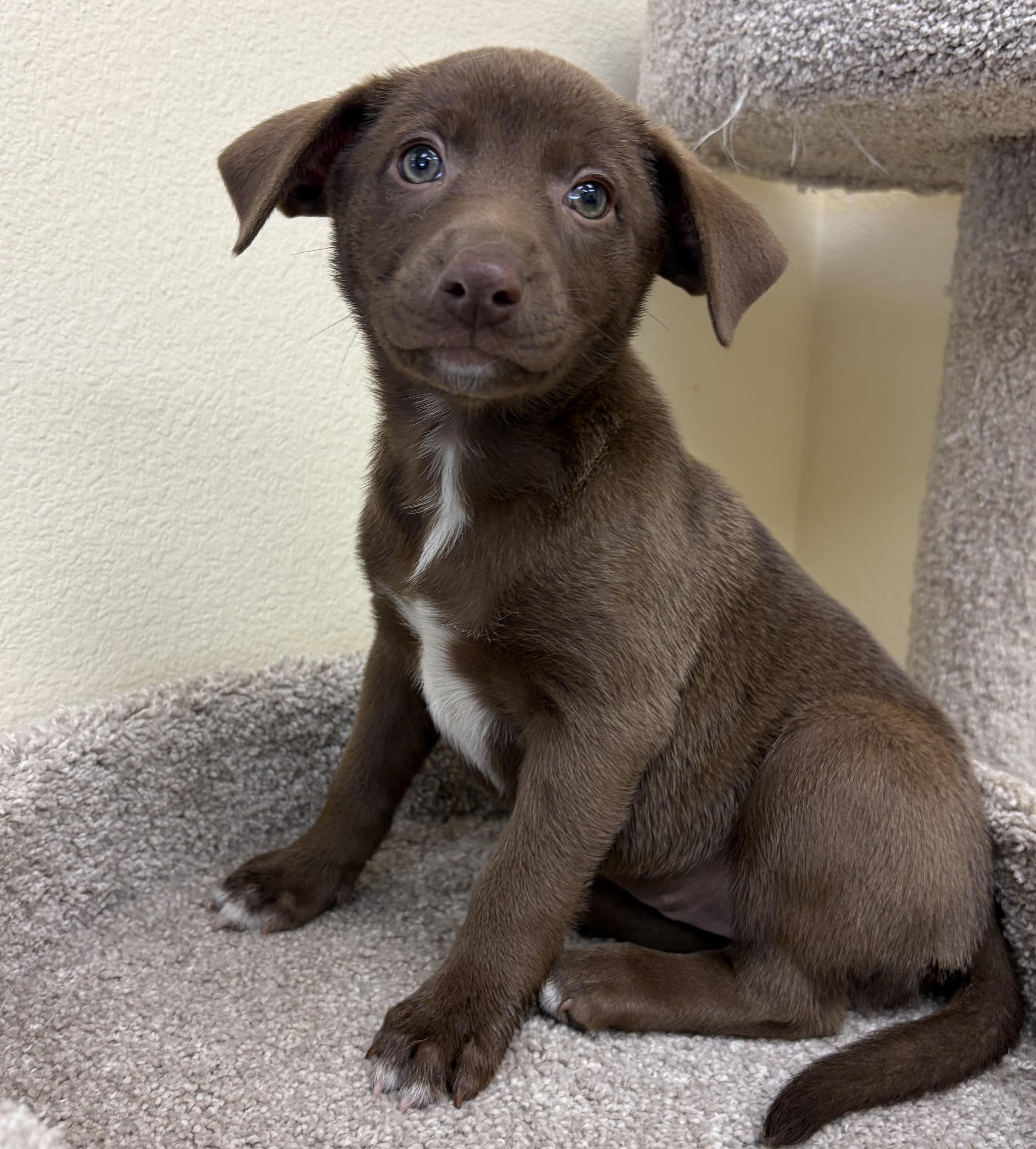 Enlarge Lindy, an adopted mixed breed in Kerrville, TX image 1/1