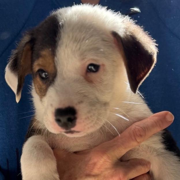 Enlarge Oreo, a Adoptable Australian Shepherd in Wiggins, MS image 1/1