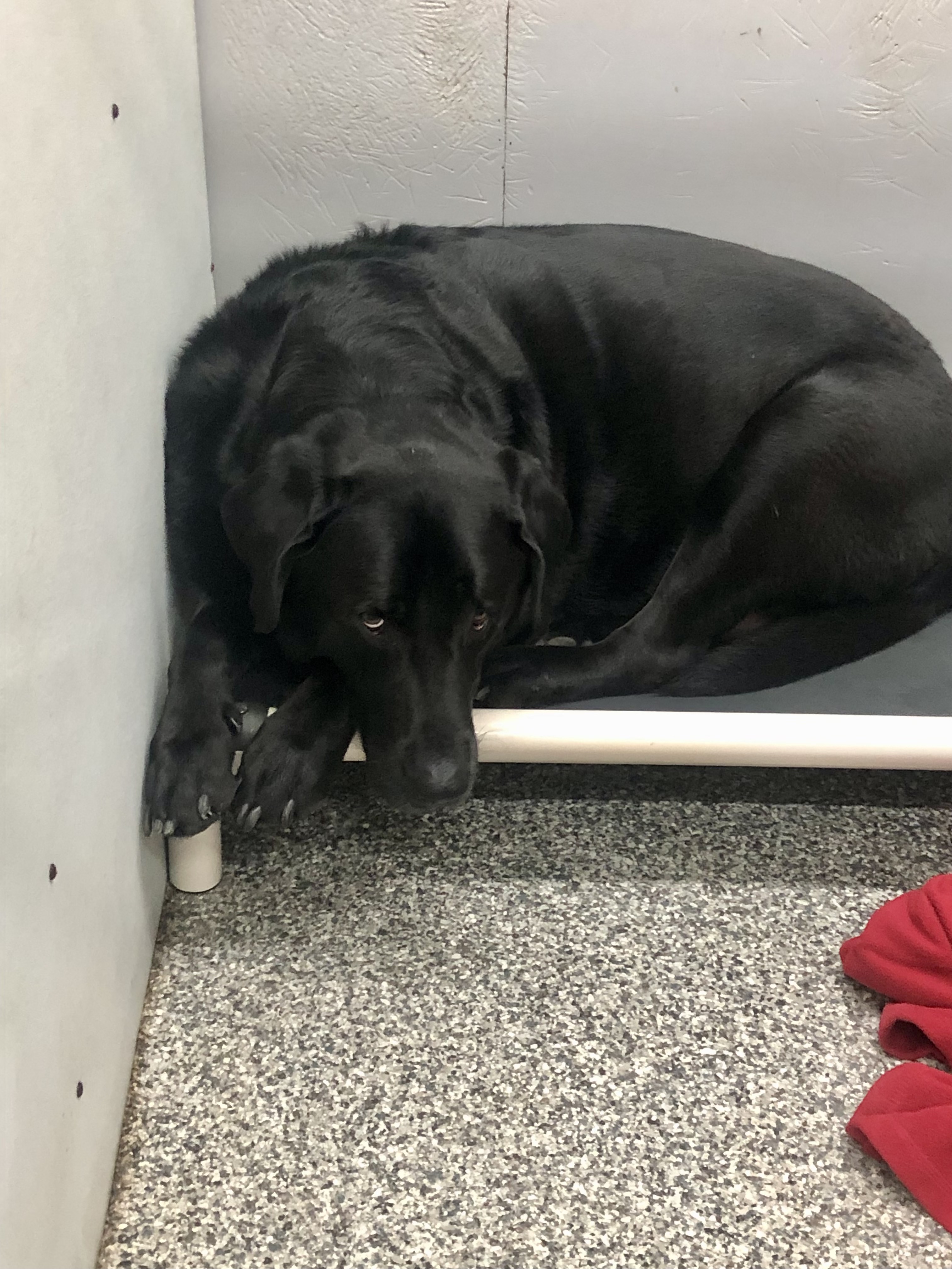 Dog for adoption Spencer, a Black Labrador Retriever Mix in Parma, OH