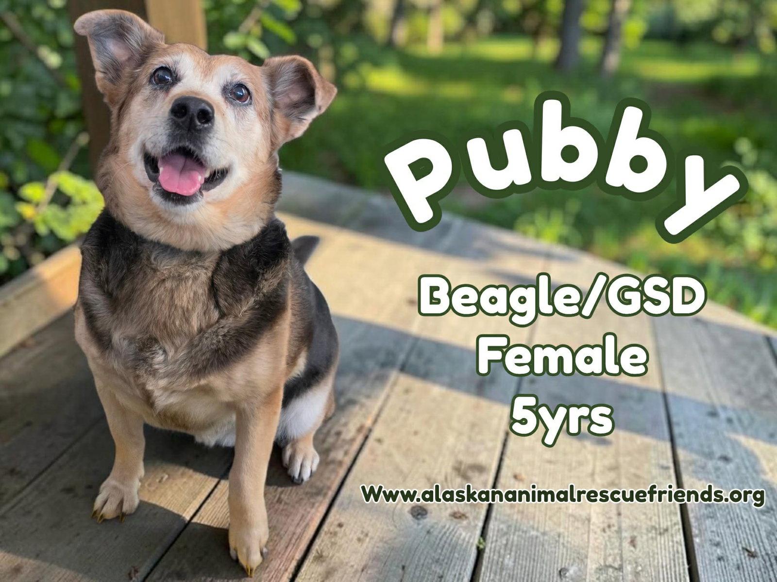 Pubby, Adoptable, Adult Female Beagle & German Shepherd Dog.
