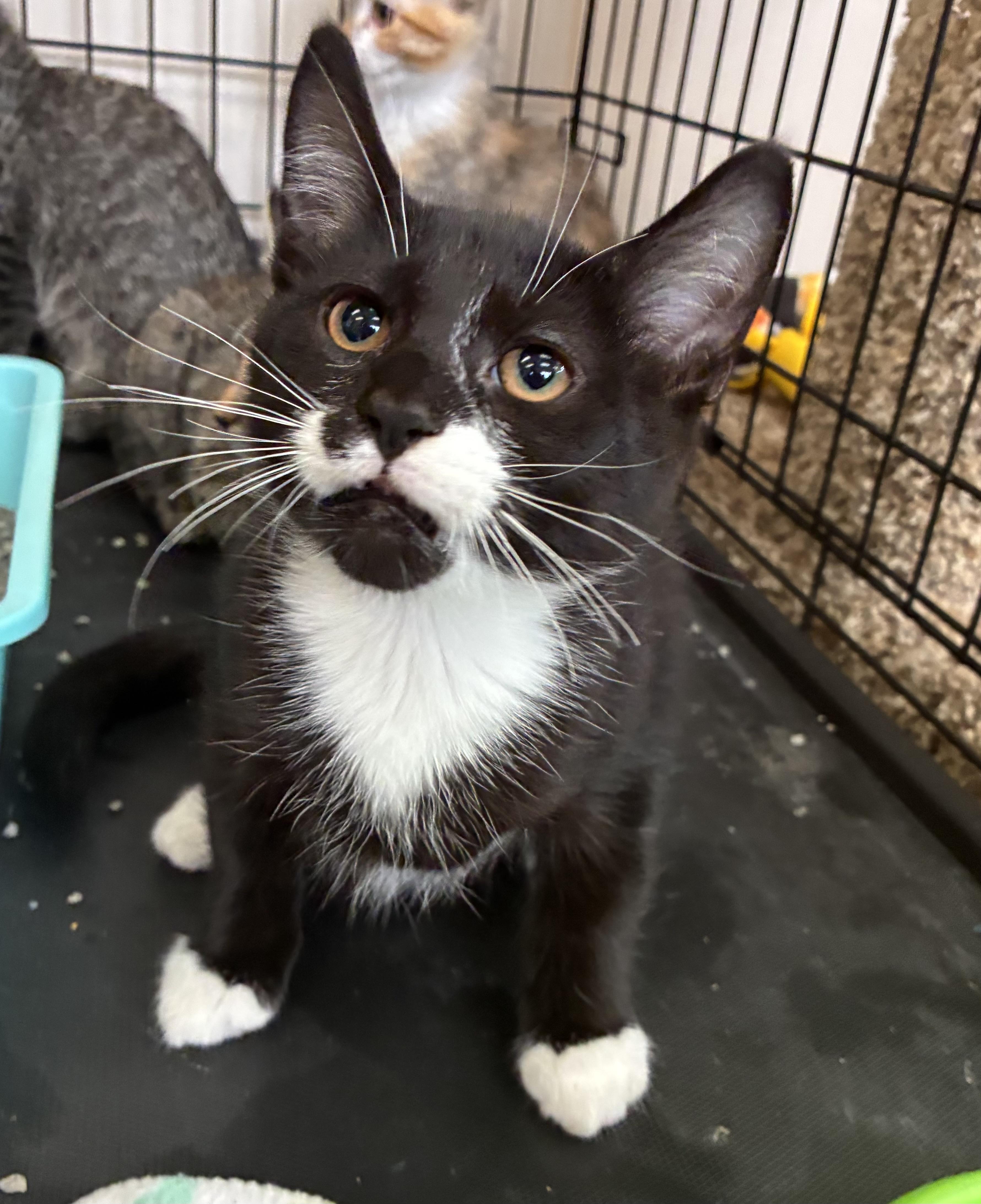 Enlarge Licorice, a ADOPTABLE Domestic Short Hair in Breinigsville, PA image 3/3