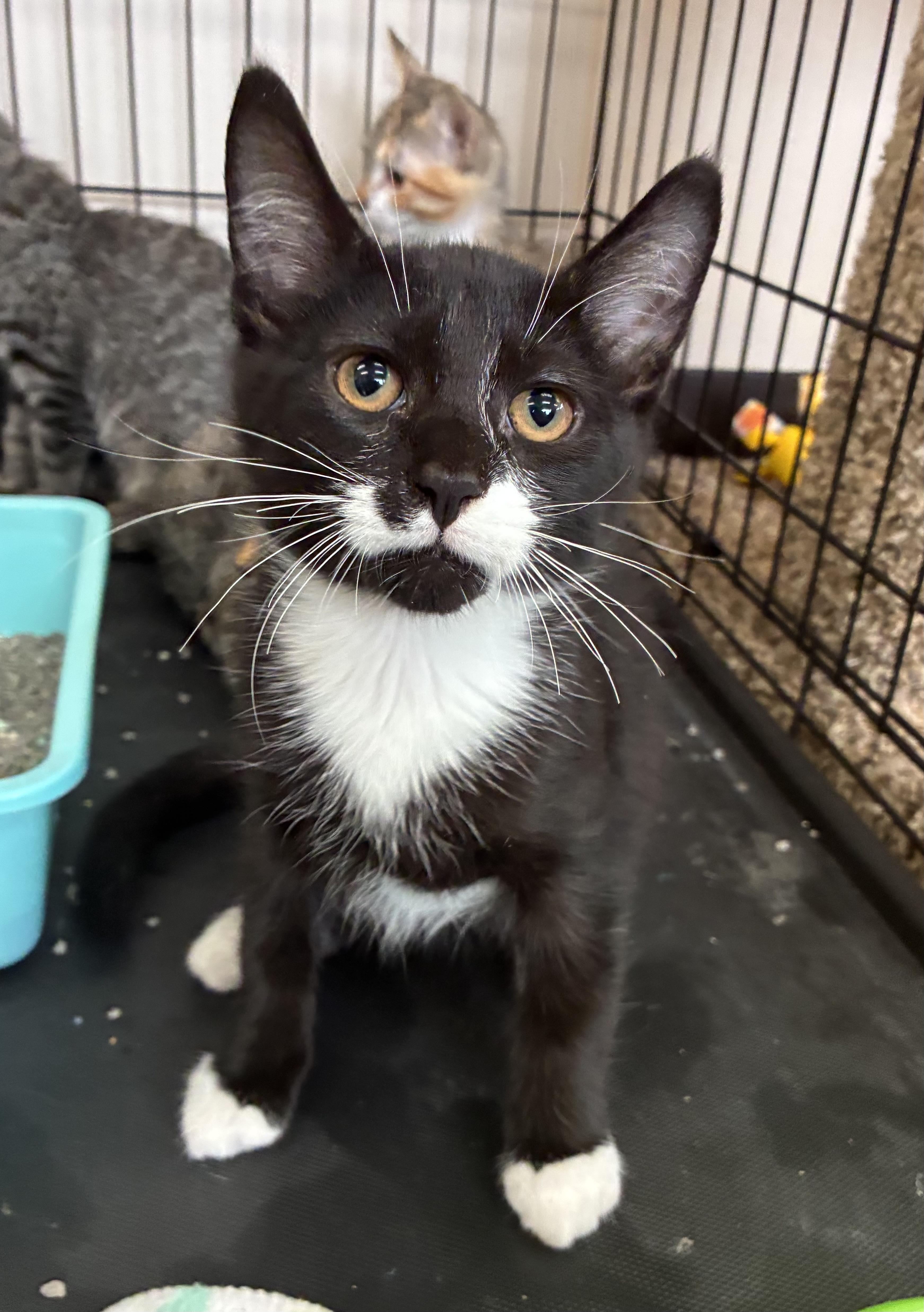 Enlarge Licorice, a ADOPTABLE Domestic Short Hair in Breinigsville, PA image 1/3