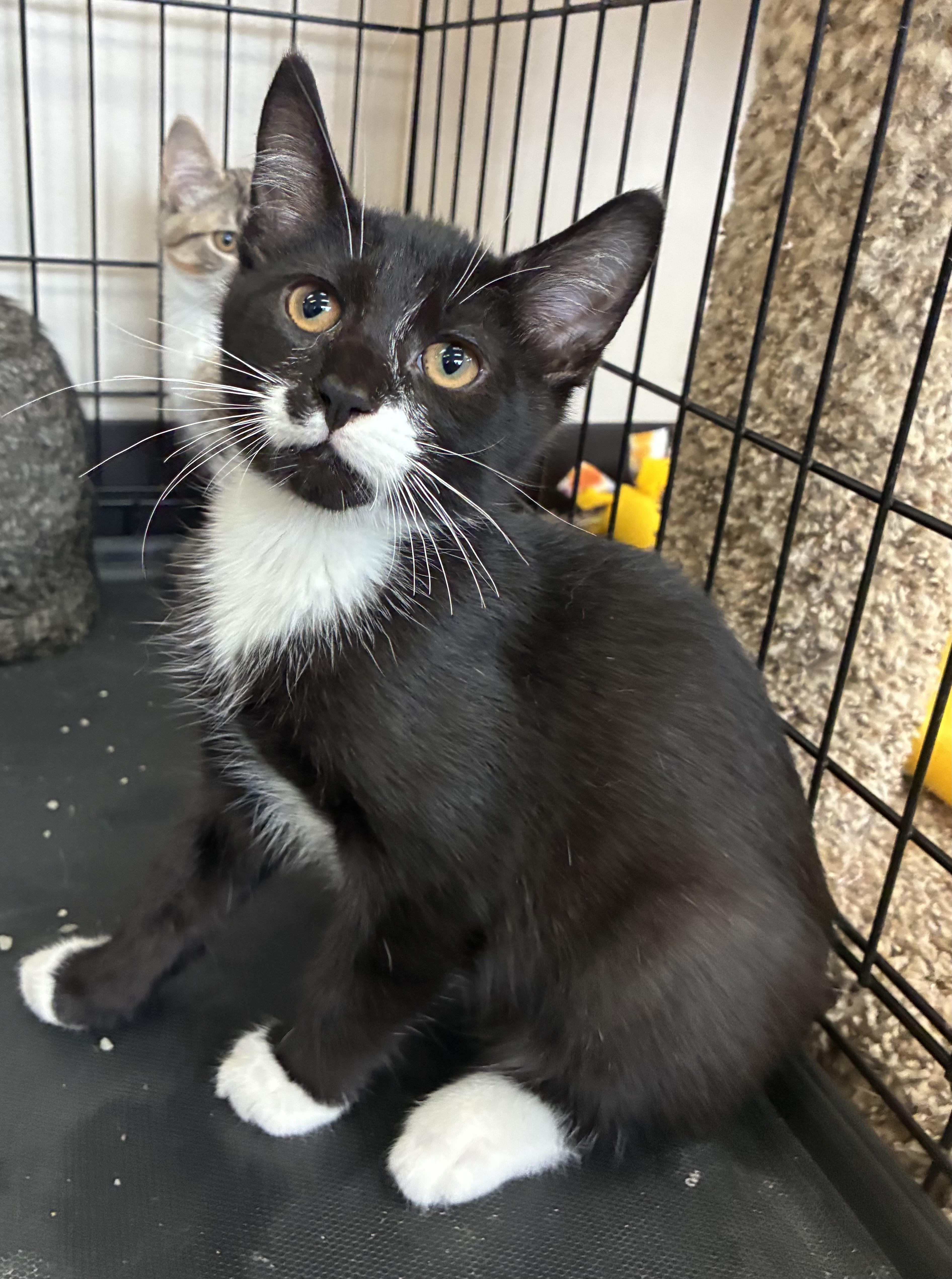 Enlarge Licorice, a ADOPTABLE Domestic Short Hair in Breinigsville, PA image 2/3