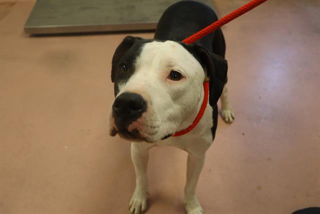 Enlarge LUNA, a Adoptable Mixed Breed in Columbia, SC image 1/1