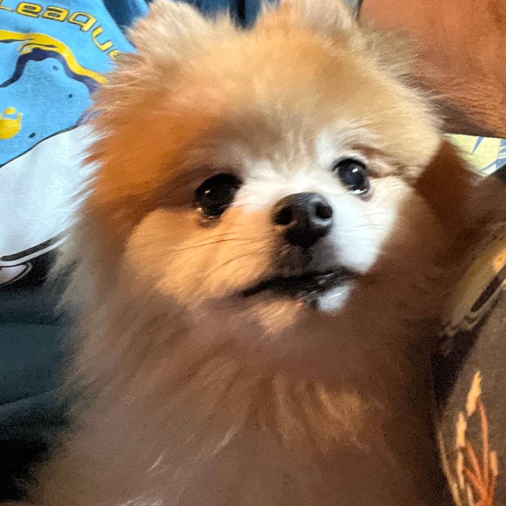 Ray Ray, Adoptable, Senior Male Pomeranian.