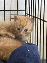 Tsk, Adoptable, Kitten Male Domestic Short Hair.