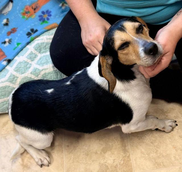 Enlarge Xanadu, a Adopted Beagle in Raleigh, NC image 1/2