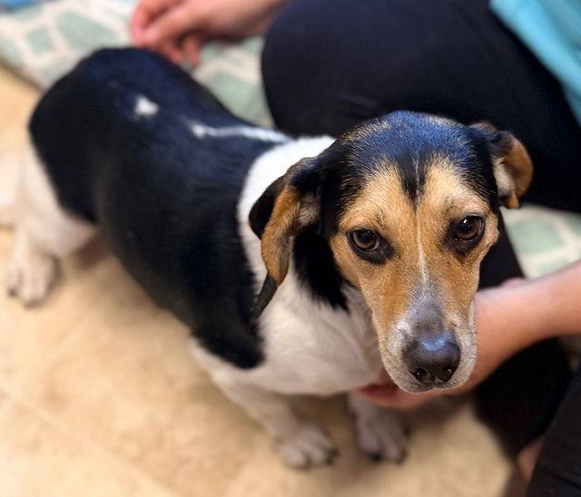 Enlarge Xanadu, a Adopted Beagle in Raleigh, NC image 2/2