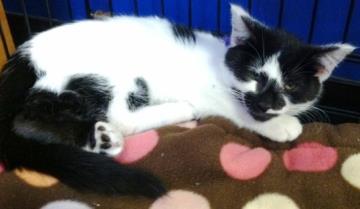 Charlie- BONDED TO RACCOON