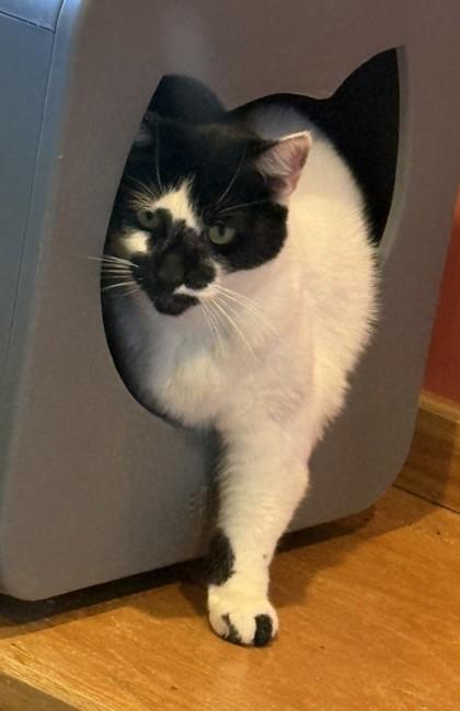 Charlie- BONDED TO RACCOON