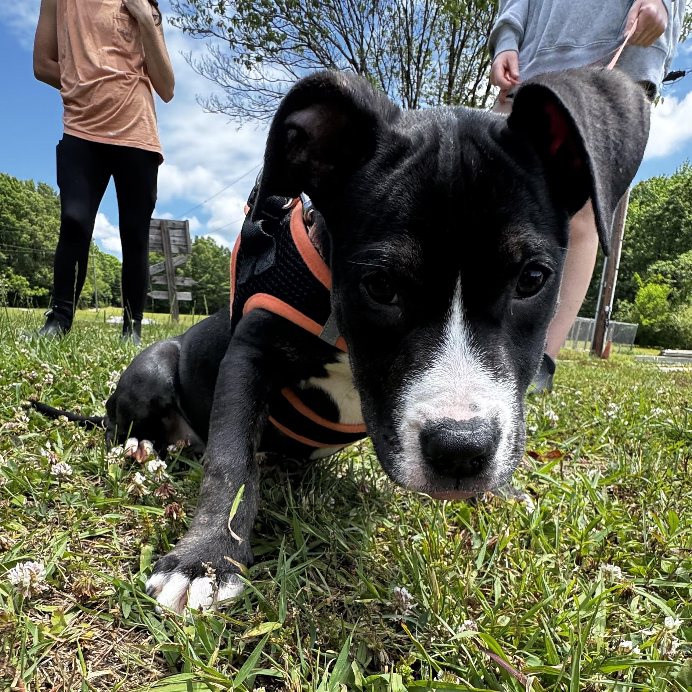 Sweetheart, ADOPTABLE, Puppy Female American Staffordshire Terrier.