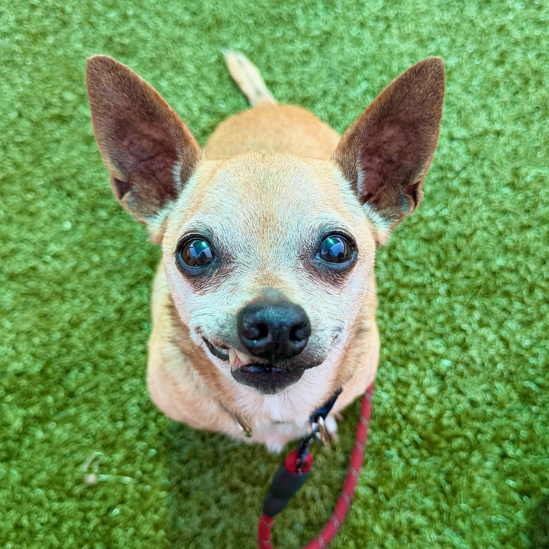 Ethel Mae, Adoptable, Senior Female Chihuahua.