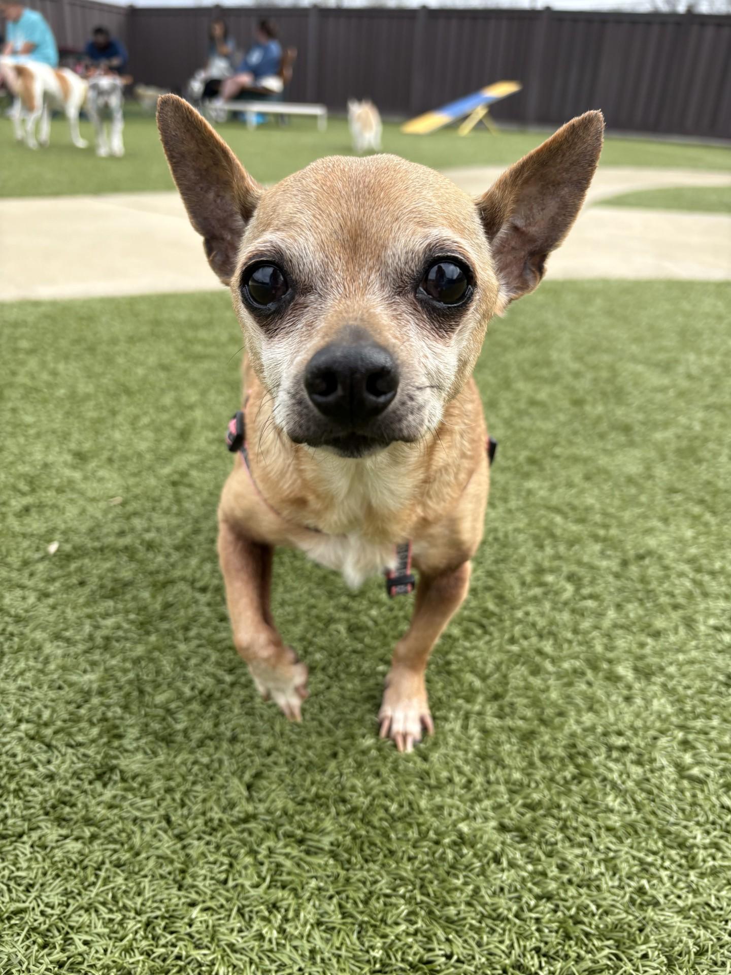 Enlarge Ethel Mae, a ADOPTABLE Chihuahua in Mount Juliet, TN image 1/1