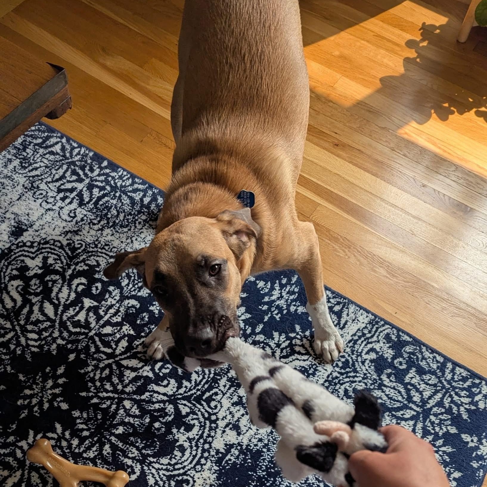 Conor, Adoptable, Young Male Shepherd.