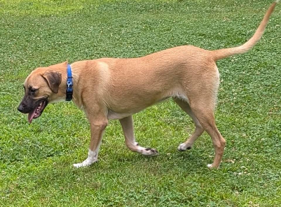 Conor, a Adoptable mixed breed in Chelmsford, MA image 3/6
