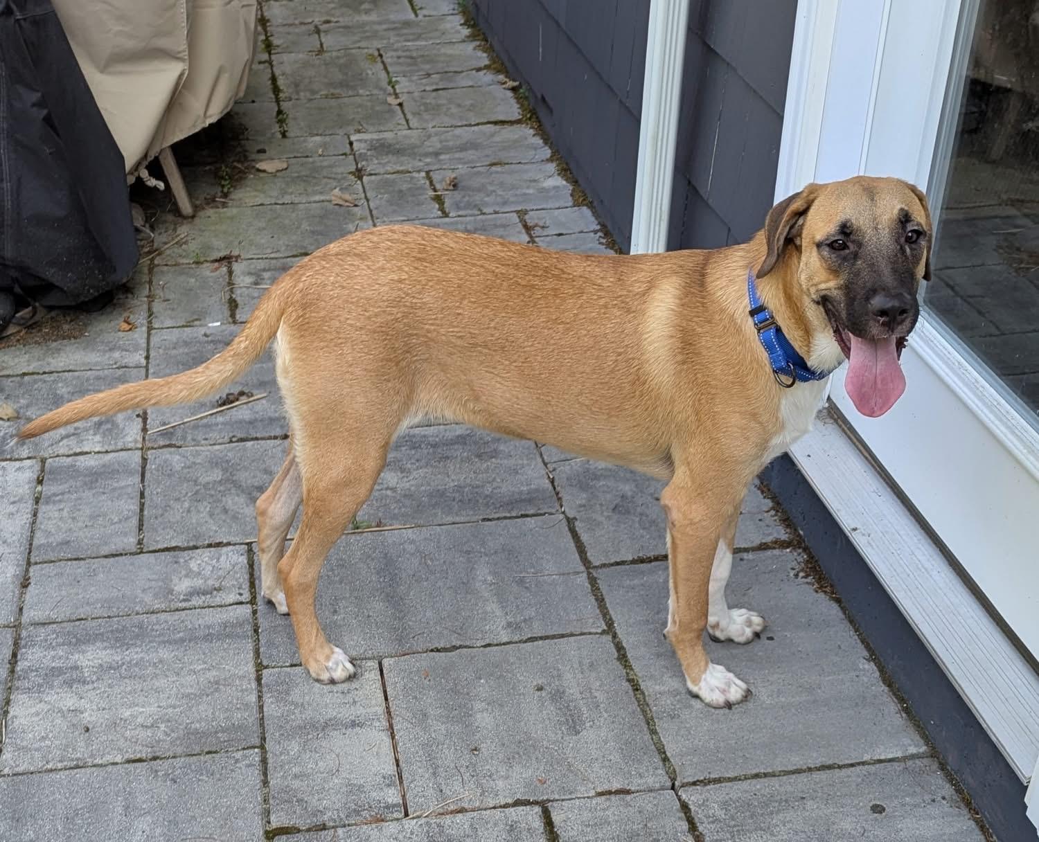 Conor, a Adoptable mixed breed in Chelmsford, MA image 5/6