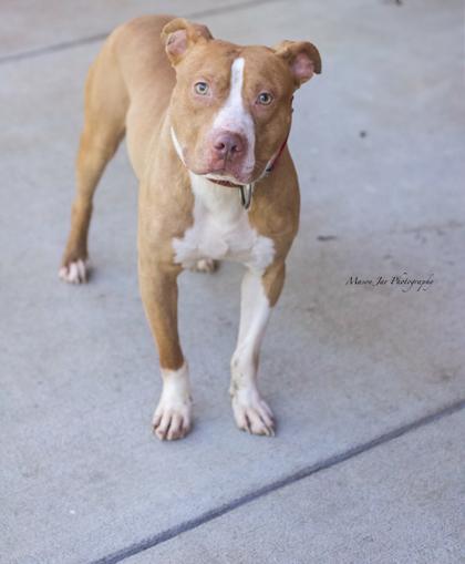 Mark, Adoptable, Adult Male Mixed Breed & Mixed Breed.
