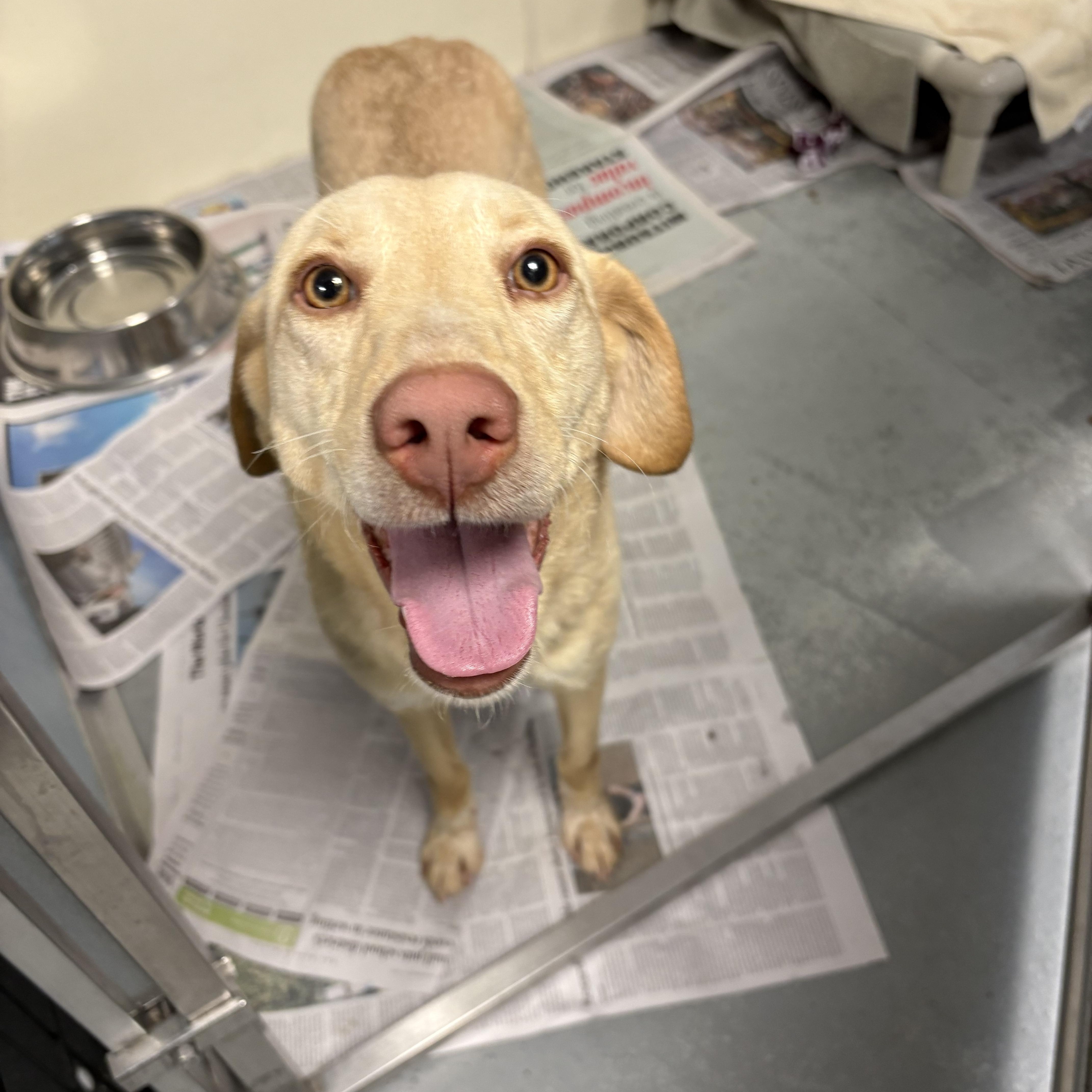 Sadie, ADOPTABLE, Young Female Labrador Retriever.