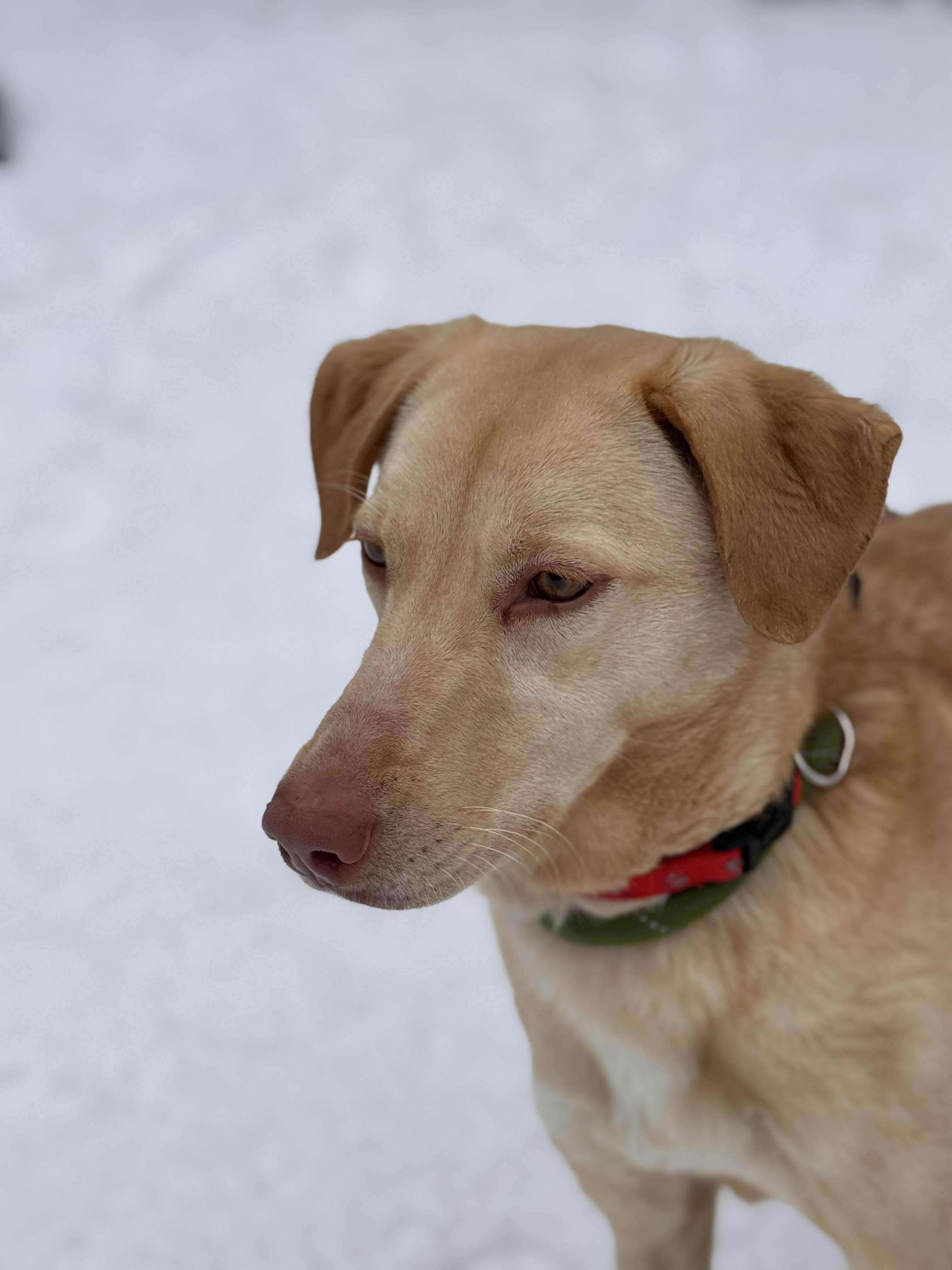 Enlarge Sadie, a ADOPTABLE mixed breed in Sudbury, MA image 4/4