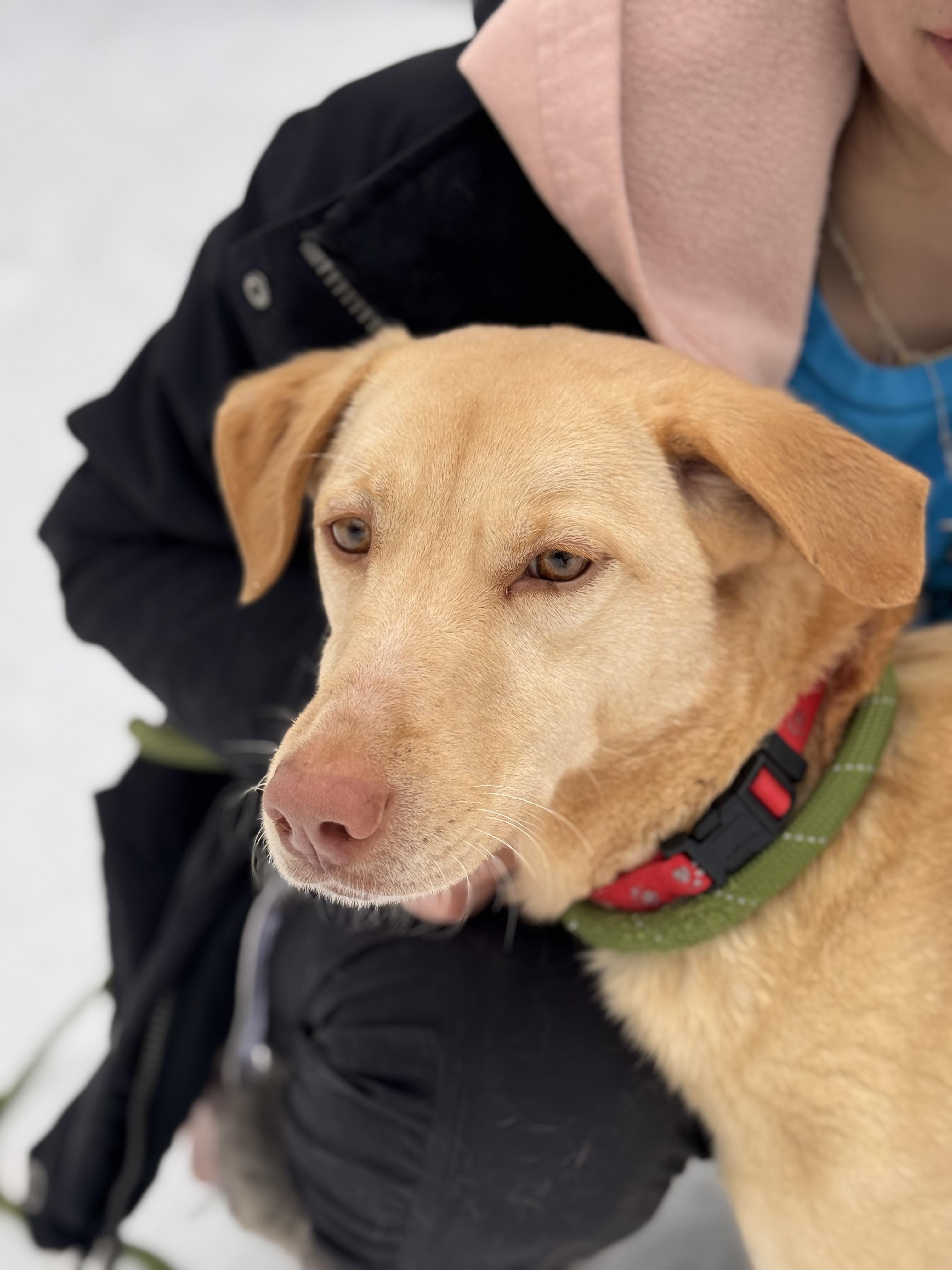 Enlarge Sadie, a ADOPTABLE mixed breed in Sudbury, MA image 3/4