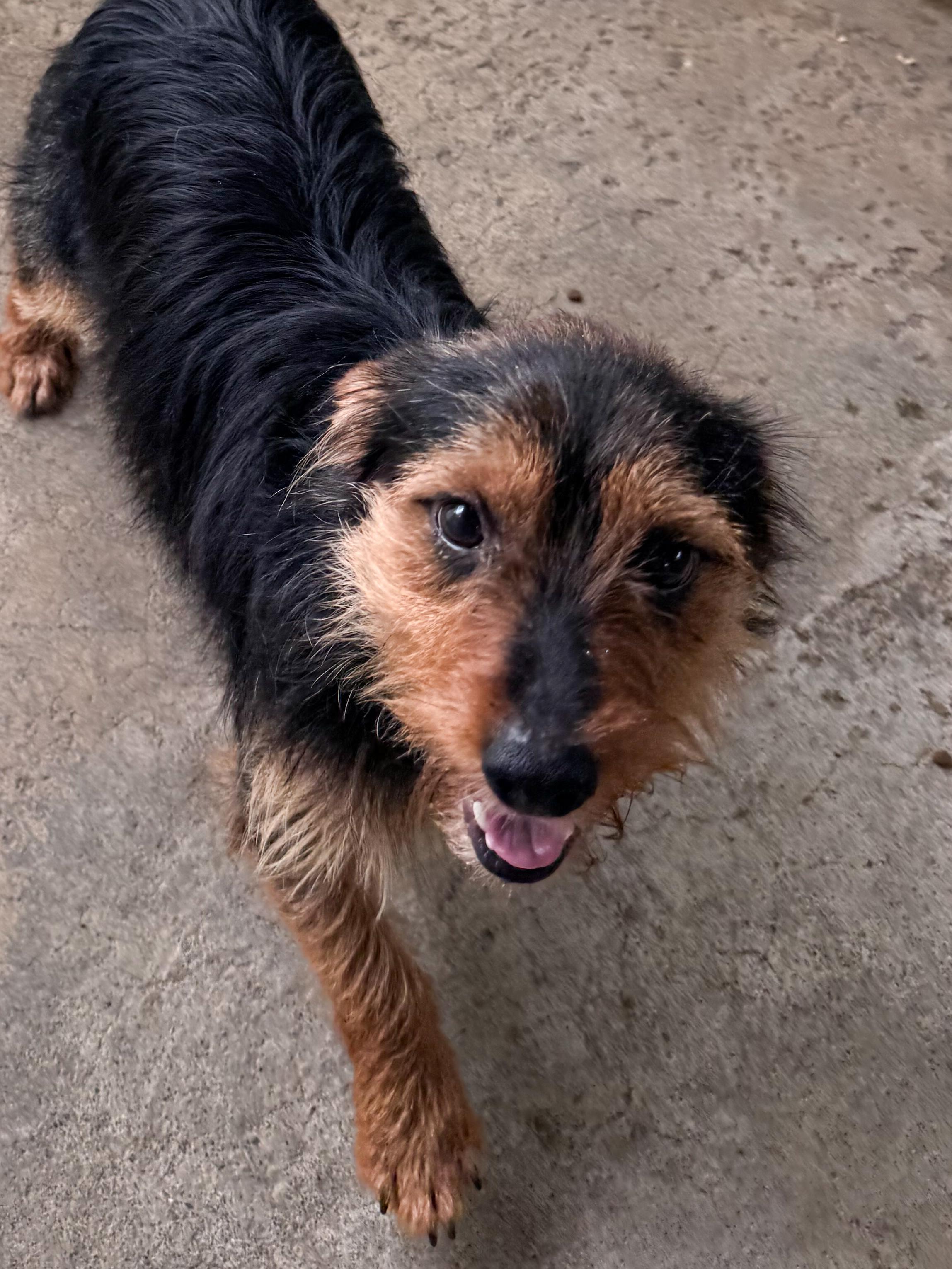 BILLY, a Adoptable mixed breed in Fresno, CA image 5/6
