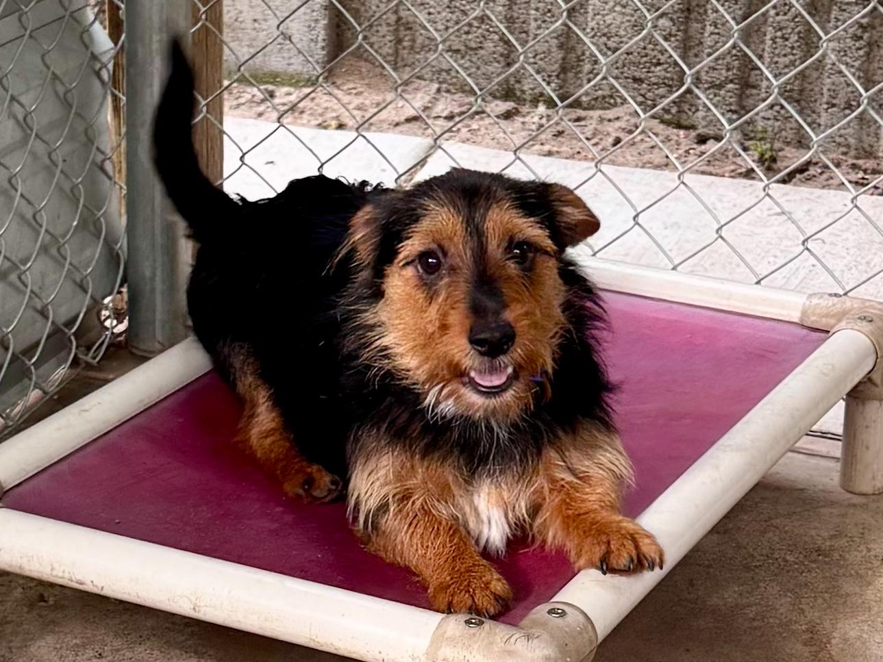 BILLY, Adoptable, Adult Male Terrier.