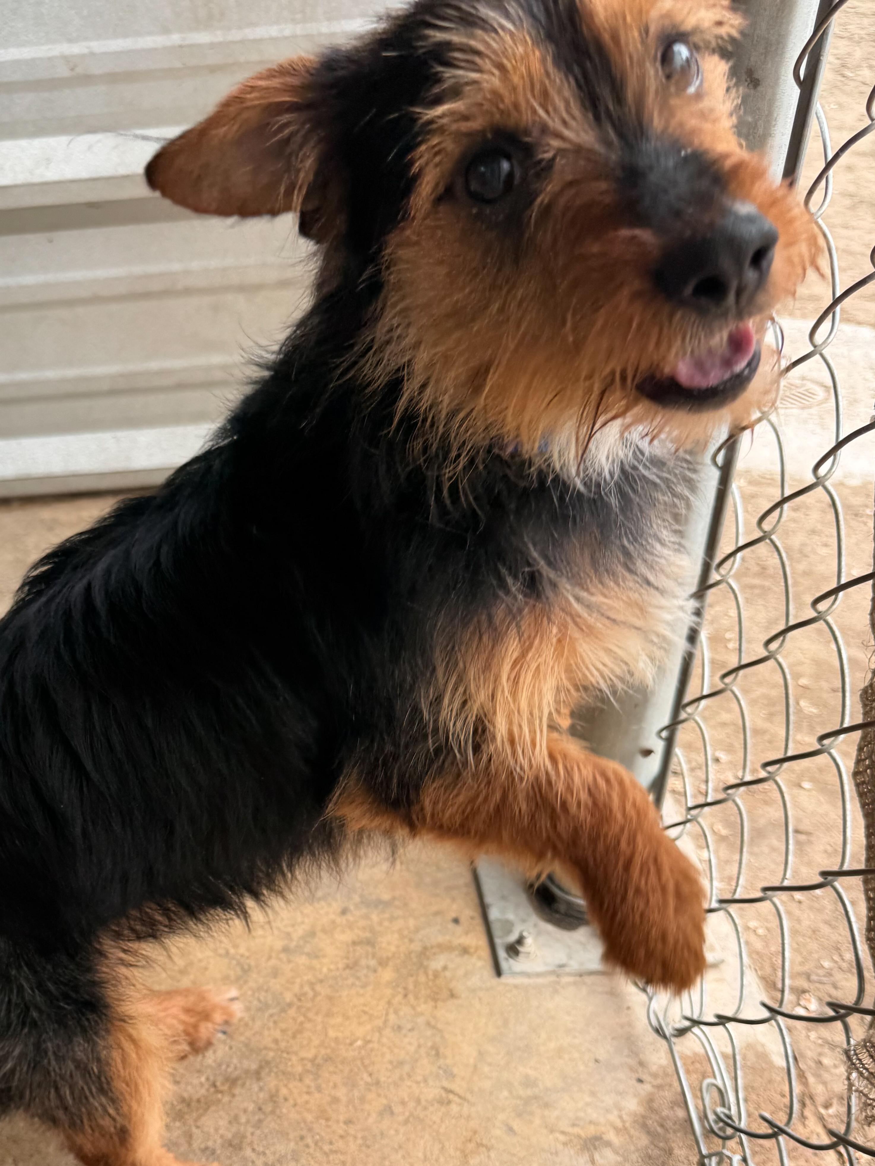 BILLY, a Adoptable mixed breed in Fresno, CA image 6/6