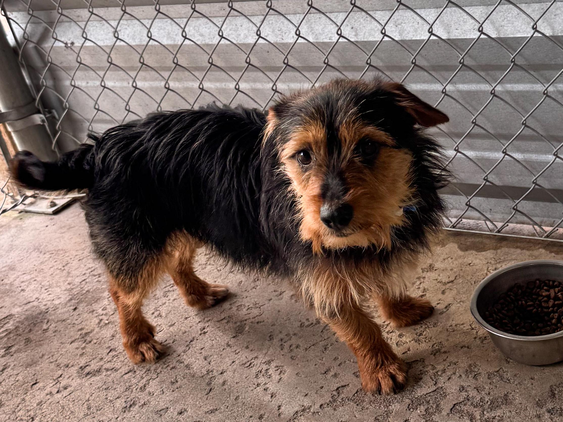 BILLY, a Adoptable mixed breed in Fresno, CA image 3/6