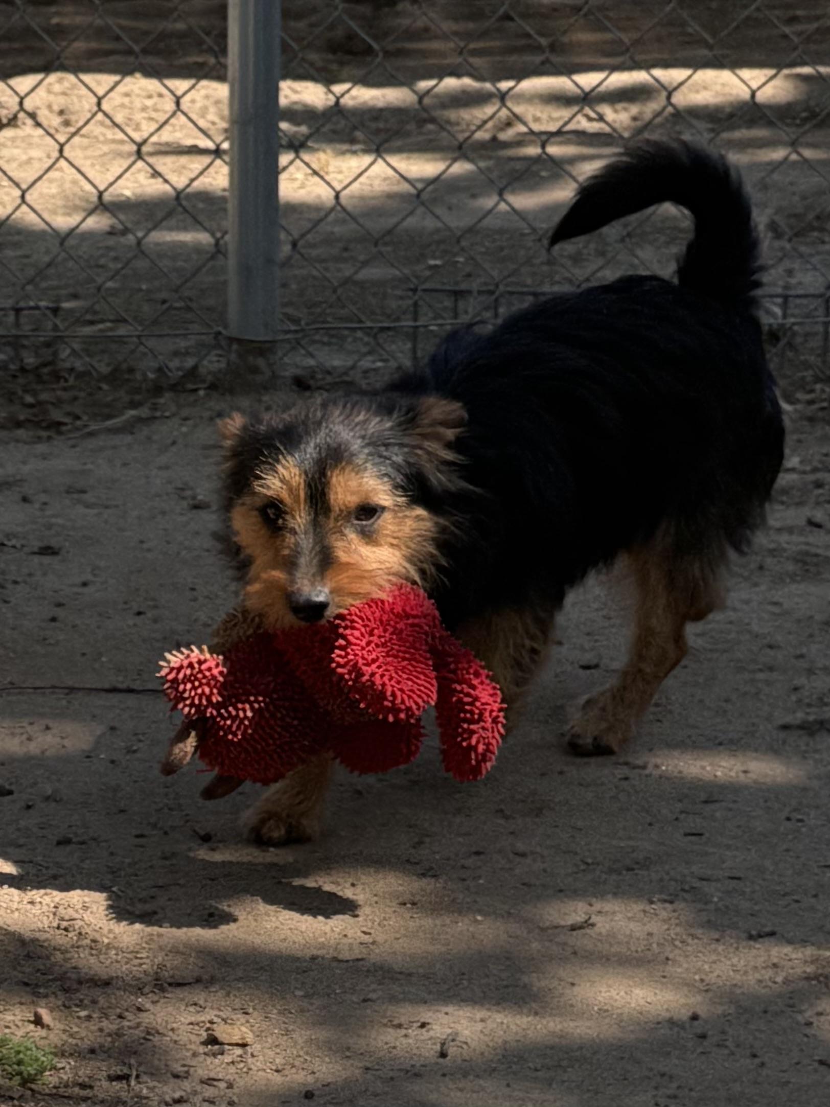 BILLY, a Adoptable mixed breed in Fresno, CA image 6/6