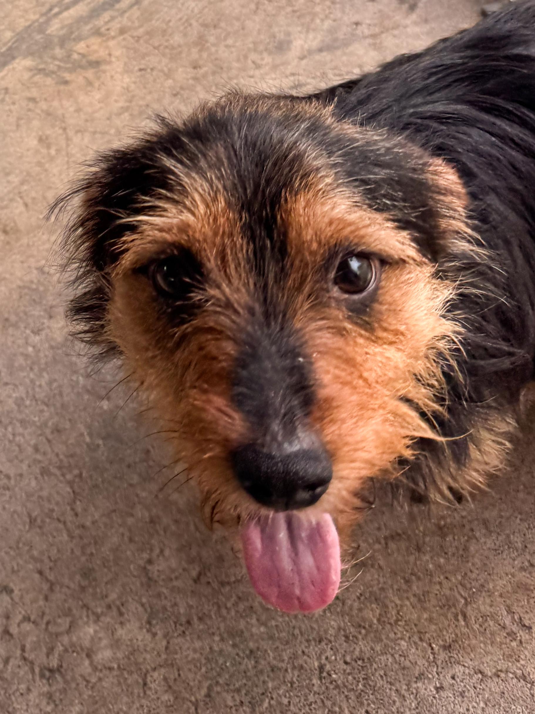 BILLY, a Adoptable mixed breed in Fresno, CA image 4/6