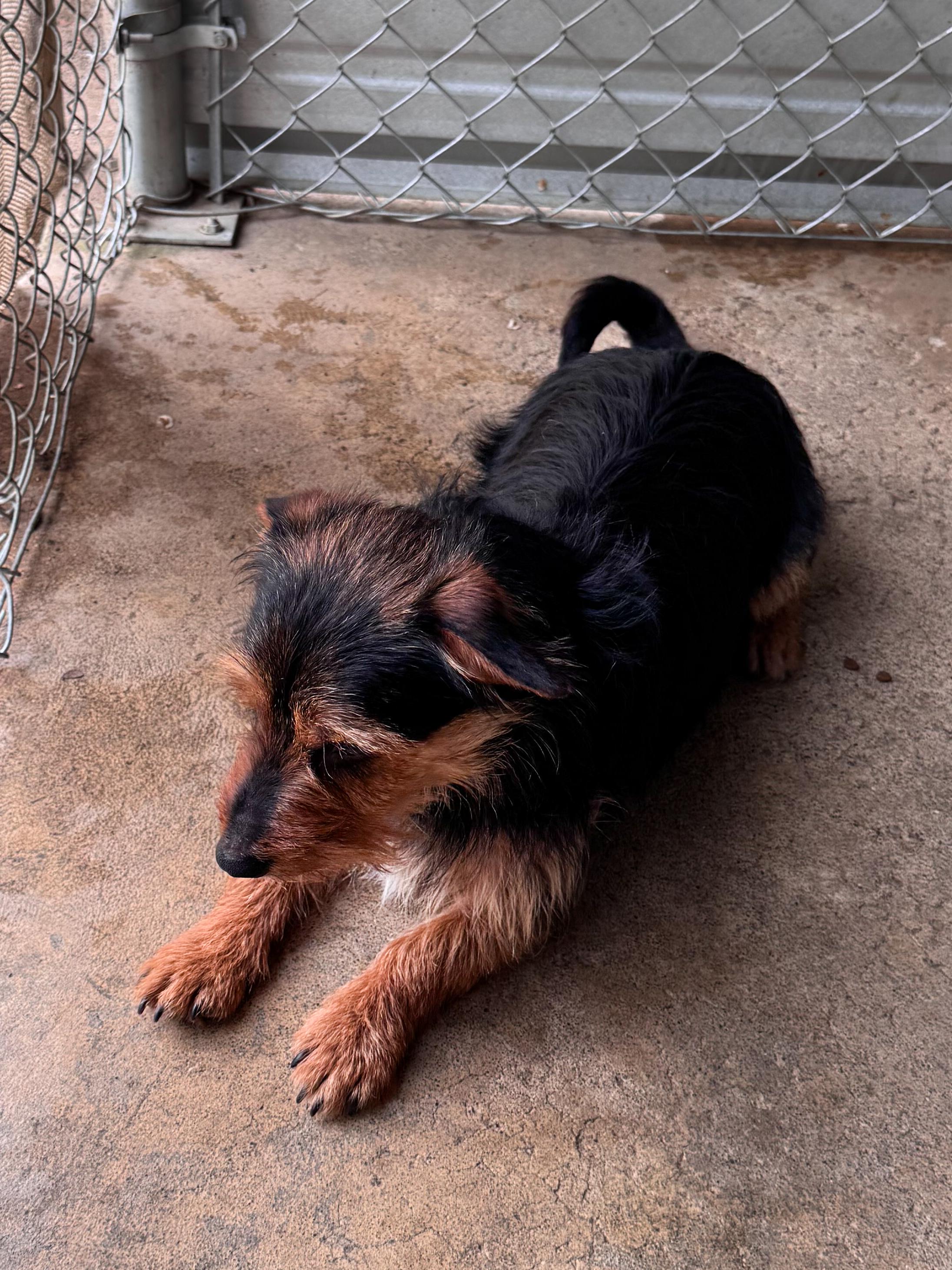 BILLY, a Adoptable mixed breed in Fresno, CA image 2/6