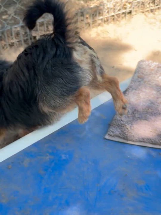 Enlarge BILLY, a Adoptable mixed breed in Fresno, CA video 2/6